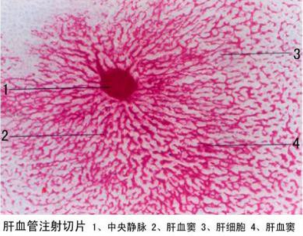 榆林肝血管注射切片