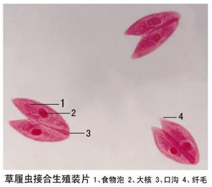 草履虫接合生殖装片