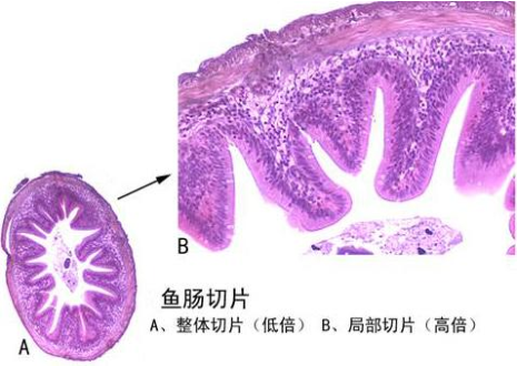 生物学教学鱼肠切片