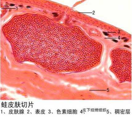 动物切片