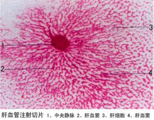 生物学教学切片