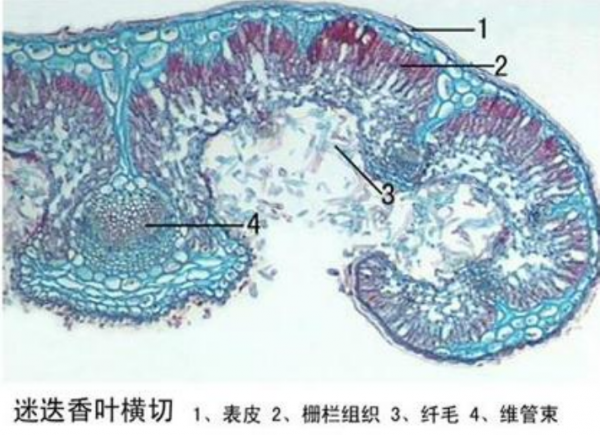 生物教学切片