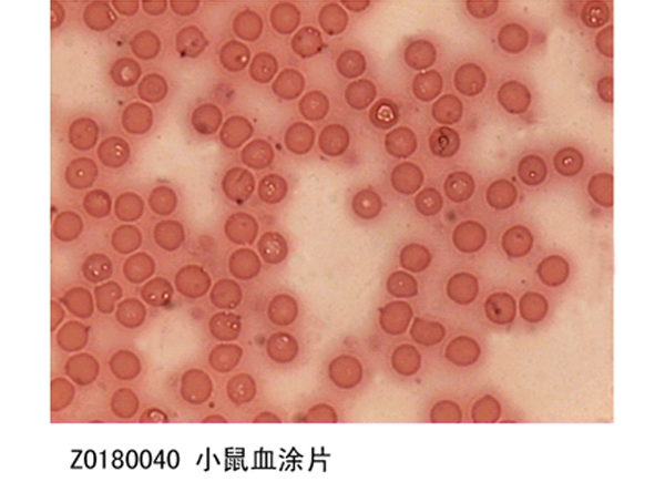 免疫组化标本切片