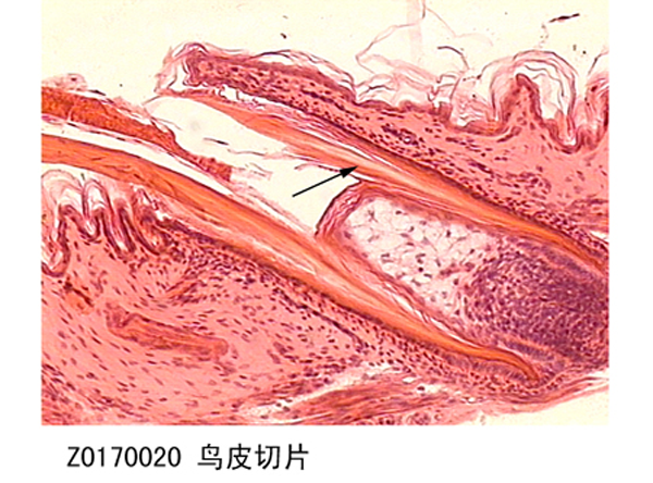 生物切片制造厂家